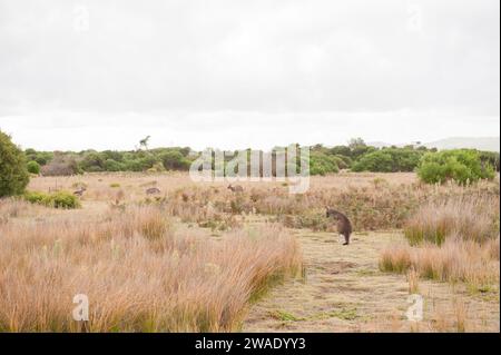 Un campo pieno di canguri al Wilsons Promontory National Park Foto Stock