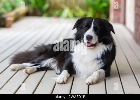 Ritratto di un bellissimo cucciolo di Collie di confine seduto sul ponte di legno accanto a una casa. Foto Stock