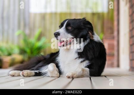 Ritratto di un bellissimo cucciolo di Collie di confine seduto sul ponte di legno accanto a una casa. Foto Stock