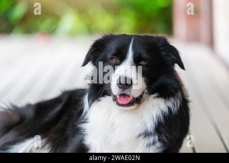 Ritratto di un bellissimo cucciolo di Collie di confine seduto sul ponte di legno accanto a una casa. Foto Stock