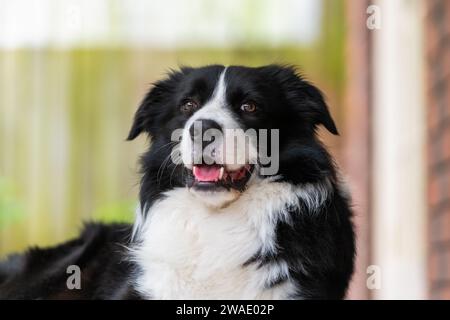 Ritratto di un bellissimo cucciolo di Collie di confine seduto sul ponte di legno accanto a una casa. Foto Stock