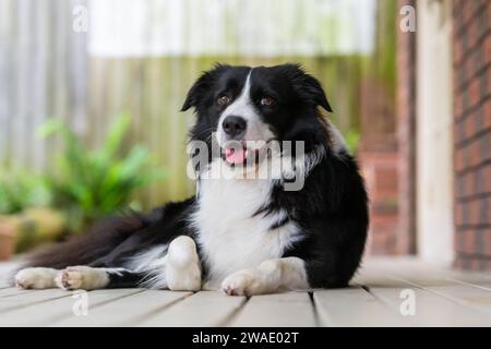 Ritratto di un bellissimo cucciolo di Collie di confine seduto sul ponte di legno accanto a una casa. Foto Stock