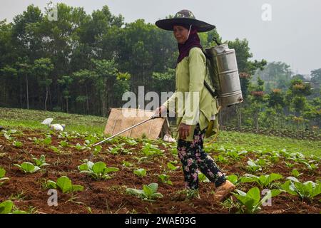 Bandung Regency, Giava Occidentale, Indonesia. 4 gennaio 2024. Un contadino inonda le piante di tabacco in una piantagione di tabacco a Cikoneng, nella Reggenza di Bandung. In base ai dati pubblicati dall'Agenzia centrale di statistica (BPS) il 2 gennaio 2024, l'Indonesia ha registrato un tasso di inflazione mensile (da m a m) del 0,41% e un tasso di inflazione su base annua (y su y) di 2. 61% nel dicembre 2023. Il maggior contributore all'inflazione è il gruppo alimentare, delle bevande e del tabacco con un'inflazione del 1,07% e una quota di inflazione del 0,29% (Credit Image: © Dimas Rachmatsyah/ZUMA Press Wire) SOLO USO EDITORIALE! Non per gli Stati Uniti commerciali Foto Stock