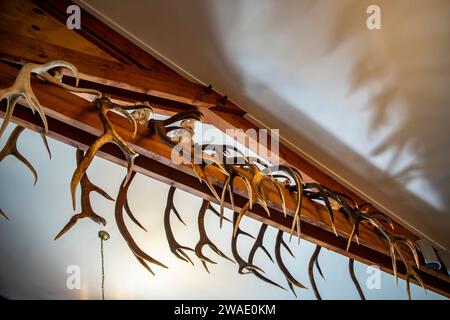 Haast nuova zelanda 14 dicembre 2023: The Hunting Trophies, un sacco di palchi appesi alla trave del ristorante locale "The Hard Antler". Anche testa animale. Foto Stock