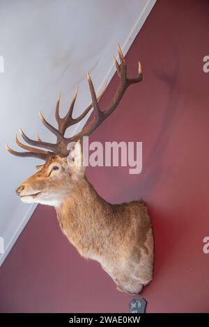 Haast New zealand 14 dicembre 2023: The Hunting Trophie, la testa di cervo rosso (Cervus elaphus) sul muro del ristorante locale "The Hard Antler". Foto Stock