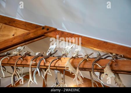 Haast nuova zelanda 14 dicembre 2023: The Hunting Trophies, un sacco di palchi appesi alla trave del ristorante locale "The Hard Antler". Anche testa animale. Foto Stock