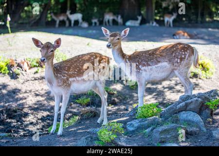 L'immagine ravvicinata del cervo greggio europeo (Dama dama), una specie di mammifero ruminante appartenente alla famiglia Cervidae. Foto Stock