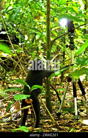 Un macaco crestato abituale (Macaca nigra) viene fotografato mentre è in piedi bipedalmente prestando attenzione a una torcia elettrica sostenuta da un treppiede nella foresta di Tangkoko, Sulawesi settentrionale, Indonesia. La conservazione dei primati è una sfida comportamentale e come tale richiede soluzioni comportamentali informate, secondo un team di scienziati guidati da Harry Hilser nel loro articolo del 2023 pubblicato dall'International Journal of Primatology. Ha anche bisogno, hanno scritto, 'Una strategia olistica di istruzione, sviluppo di capacità e conservazione basata sulla comunità attinge da una miscela di intuizioni provenienti da più... Foto Stock