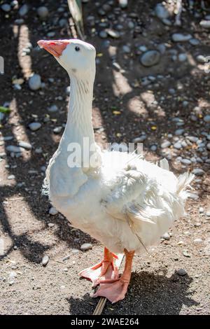 Il Sebastopol è una razza di oca domestica, discendente dall'oca Greylag europea. Un'oca di medie dimensioni con lunghe piume ricci bianche. Foto Stock