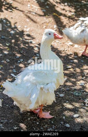 Il Sebastopol è una razza di oca domestica, discendente dall'oca Greylag europea. Un'oca di medie dimensioni con lunghe piume ricci bianche. Foto Stock