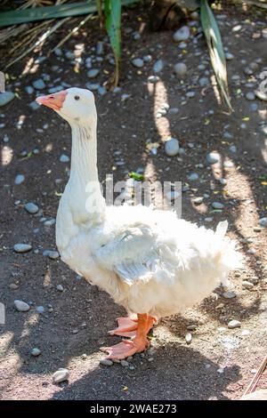 Il Sebastopol è una razza di oca domestica, discendente dall'oca Greylag europea. Un'oca di medie dimensioni con lunghe piume ricci bianche. Foto Stock