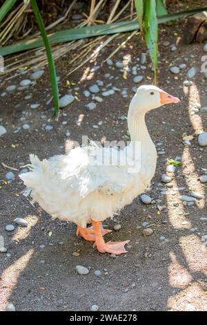 Il Sebastopol è una razza di oca domestica, discendente dall'oca Greylag europea. Un'oca di medie dimensioni con lunghe piume ricci bianche. Foto Stock