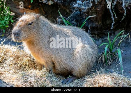 L'immagine closeup di Capybara (Hydrochoerus hydrocaeris). Si tratta di un gigantesco roditore cavoso nativo del Sud America. È il più grande roditore vivente. Foto Stock