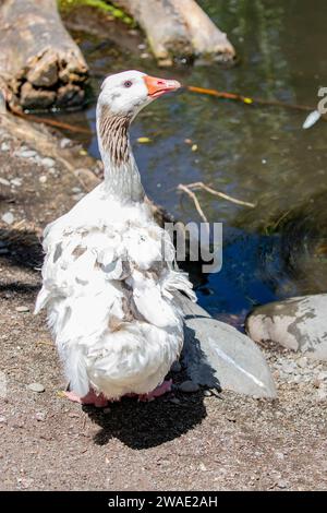 Il Sebastopol è una razza di oca domestica, discendente dall'oca Greylag europea. Un'oca di medie dimensioni con lunghe piume ricci bianche. Foto Stock