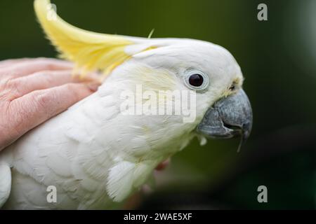 Cockatoo bianco e corella arroccati su un albero di gomma nell'entroterra australiano. Uccelli nativi australiani in un albero in un parco nazionale Foto Stock