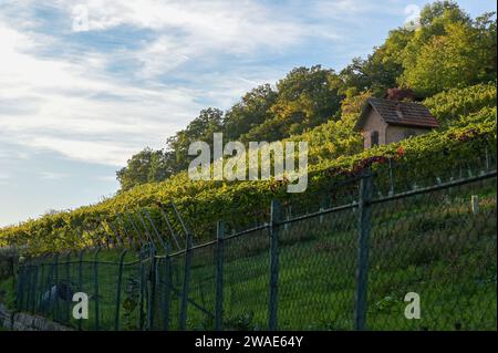 Vigneto a Lemberg vicino a Stoccarda in tarda estate. Idilliaco rurale al sole della sera Foto Stock