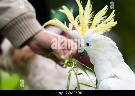 Cockatoo bianco e corella arroccati su un albero di gomma nell'entroterra australiano. Uccelli nativi australiani in un albero in un parco nazionale Foto Stock