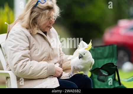 Cockatoo bianco e corella arroccati su un albero di gomma nell'entroterra australiano. Uccelli nativi australiani in un albero in un parco nazionale Foto Stock