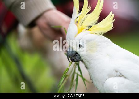 Cockatoo bianco e corella arroccati su un albero di gomma nell'entroterra australiano. Uccelli nativi australiani in un albero in un parco nazionale Foto Stock