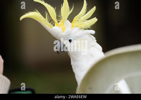 Cockatoo bianco e corella arroccati su un albero di gomma nell'entroterra australiano. Uccelli nativi australiani in un albero in un parco nazionale Foto Stock