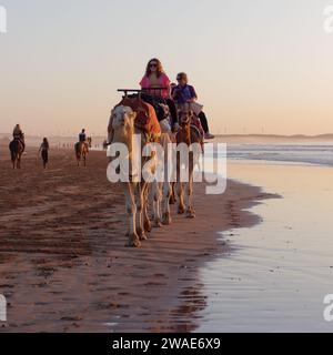 Cammelli al tramonto su una spiaggia sabbiosa con parco eolico alle spalle, nella città di Essaouira, Marocco, 3 gennaio 2024 Foto Stock