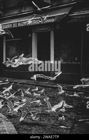 Un gregge di gabbiani che volano per le strade di Catania, città d'Italia Foto Stock