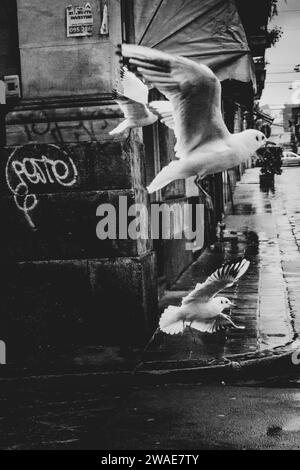 Un gregge di gabbiani che volano per le strade di Catania, città d'Italia Foto Stock