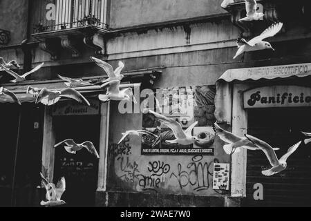 Un gregge di gabbiani che volano per le strade di Catania, città d'Italia Foto Stock