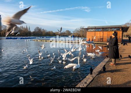 Man Feeding Birds il giorno di Santo Stefano, inverno, lago Serpentine a Hyde Park, Londra, Regno Unito Foto Stock