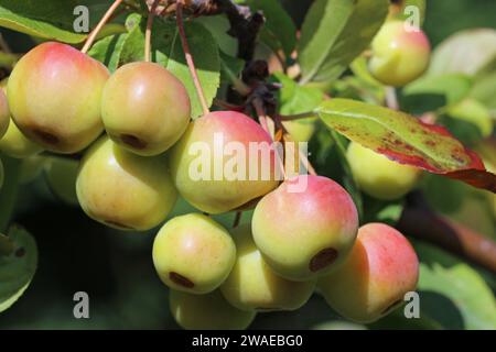 Mele di granchio stagionate, sentinella rossa di varietà Malus x robusta, appese su un albero con uno sfondo di foglie sfocate. Foto Stock