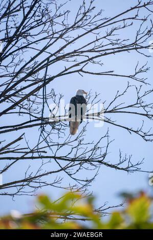 Una vista panoramica di un'aquila calva arroccata su un ramo arido dell'albero Foto Stock