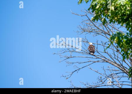 Una vista panoramica di un'aquila calva arroccata su un ramo arido dell'albero Foto Stock