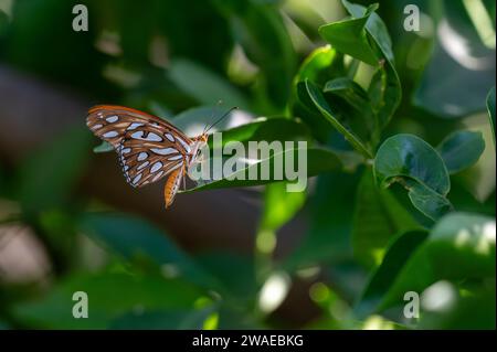 Primo piano di una coda di rondine pallida arbusto verde Foto Stock