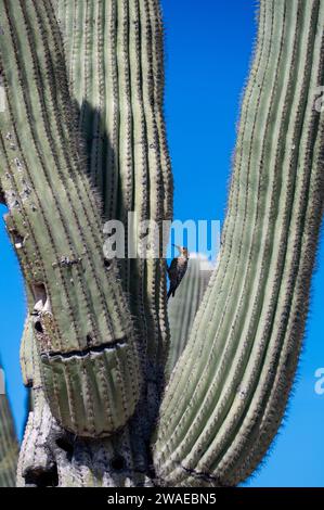 Un primo piano di un uccello arroccato su una pianta di cactus verde Foto Stock