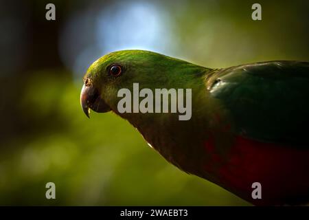 Un pappagallo King (Alisterus) arroccato in cima a un lussureggiante tronco di alberi verdi in un tranquillo ambiente all'aperto Foto Stock