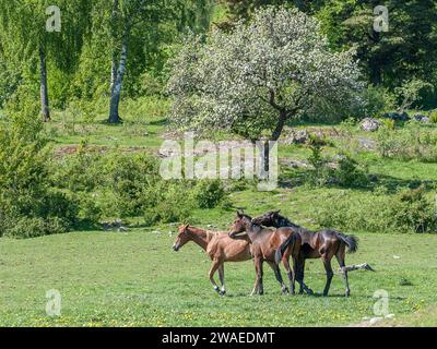 Giovani cavalli svedesi Warmblood nella campagna di Östergötland durante la primavera in Svezia. Foto Stock