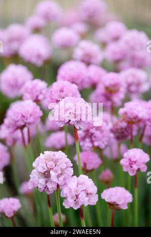 Armeria maritima, thrift, Sea thrift, Sea Pink, Pink Pink Blooms in tarda primavera Foto Stock