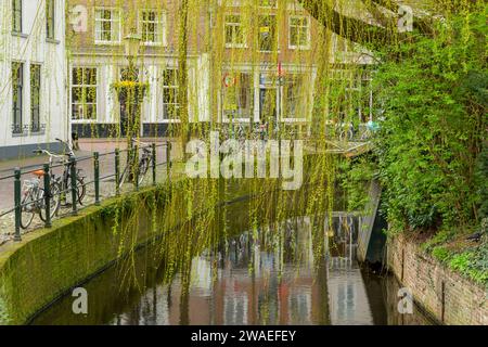 Un salice piangente (Salix babylonica) all'inizio della primavera appeso su un canale nella città olandese di Amersfoort, Paesi Bassi. Foto Stock
