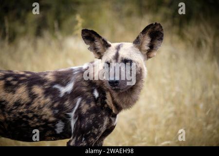 Profilo della parte superiore del corpo di un cane selvatico africano (Lycaon Pictus), che guarda dietro le spalle Foto Stock