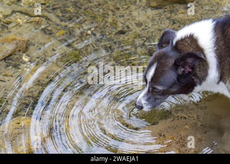 vista dall'alto di un cane collie di confine che beve acqua in un fiume, è possibile vedere le increspature nell'acqua. Foto Stock