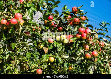 Mele con mele mature in un frutteto nella valle del Sarche, ricoperte di reti. Foto Stock