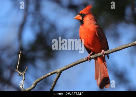 Un vivace cardinale rosso con una faccia arancione arroccato su un ramo di un albero contro un sereno cielo blu Foto Stock