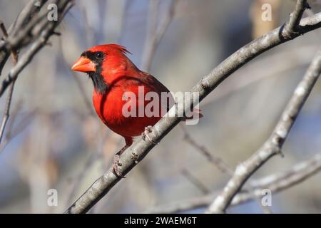 Un vivace uccello cardinale rosso arroccato su un ramo arido di un albero contro un cielo azzurro Foto Stock