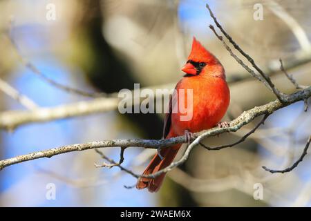 Un vivace cardinale rosso arroccato sulla cima di un arido ramo di albero in un tranquillo ambiente all'aperto Foto Stock