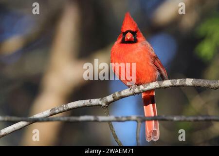 Un vivace cardinale con piume rosse arroccato in cima a un robusto ramo d'albero, con un distintivo occhio nero che guarda in lontananza Foto Stock