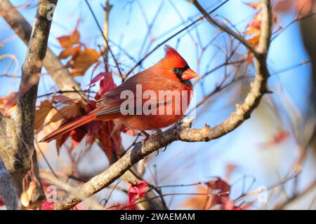 Un vivace cardinale del Nord maschio arroccato sulla cima di un ramo di un albero di acero illuminato dalla calda luce del sole Foto Stock