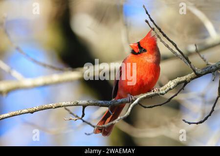 Un piccolo cardinale rosso arroccato sulla cima di un ramo di albero in un ambiente soleggiato Foto Stock