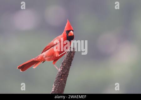 Un vivace cardinale rosso arroccato su un bastoncino di legno su uno sfondo morbido e sfocato Foto Stock