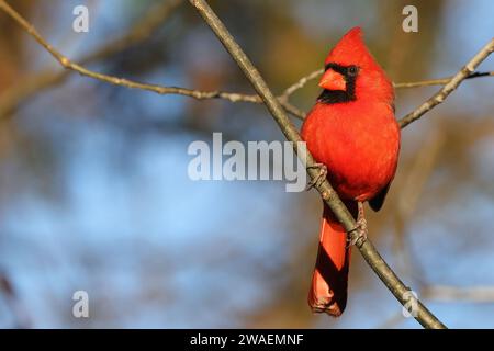 Un bellissimo cardinale maschio arroccato in cima a un ramo di un albero frondoso accanto a un alimentatore di uccelli Foto Stock