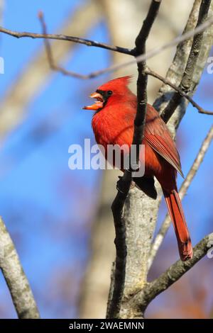 Un vivace cardinale rosso arroccato sulla cima di un ramo di albero adornato da una lussureggiante vegetazione, crogiolandosi alla luce del sole Foto Stock